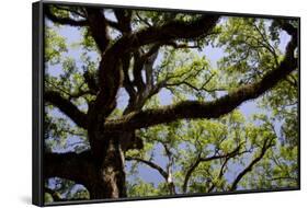 300-Year-Old Oak Tree, Vacherie, New Orleans, Louisiana, USA-Cindy Miller Hopkins-Framed Photographic Print