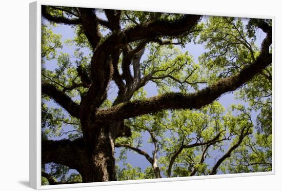 300-Year-Old Oak Tree, Vacherie, New Orleans, Louisiana, USA-Cindy Miller Hopkins-Framed Photographic Print