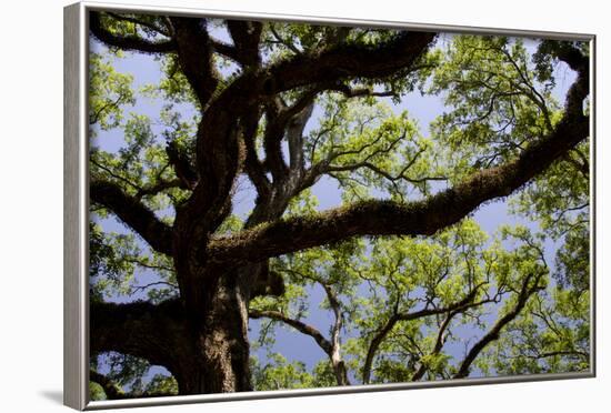 300-Year-Old Oak Tree, Vacherie, New Orleans, Louisiana, USA-Cindy Miller Hopkins-Framed Photographic Print