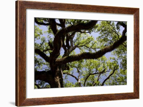 300-Year-Old Oak Tree, Vacherie, New Orleans, Louisiana, USA-Cindy Miller Hopkins-Framed Photographic Print