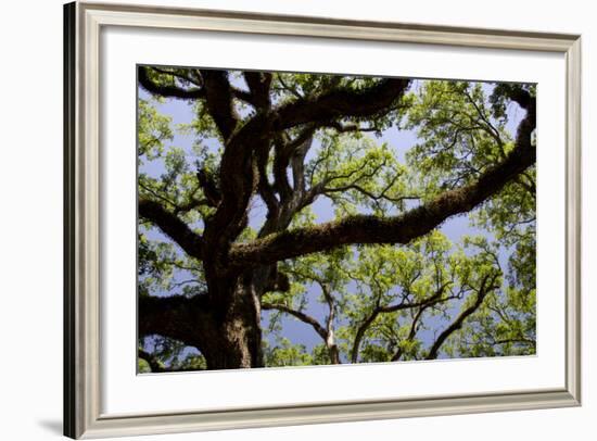 300-Year-Old Oak Tree, Vacherie, New Orleans, Louisiana, USA-Cindy Miller Hopkins-Framed Photographic Print