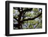 300-Year-Old Oak Tree, Vacherie, New Orleans, Louisiana, USA-Cindy Miller Hopkins-Framed Photographic Print