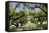 300-Year-Old Oak Trees, Vacherie, New Orleans, Louisiana, USA-Cindy Miller Hopkins-Framed Stretched Canvas