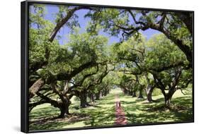 300-Year-Old Oak Trees, Vacherie, New Orleans, Louisiana, USA-Cindy Miller Hopkins-Framed Photographic Print