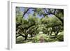 300-Year-Old Oak Trees, Vacherie, New Orleans, Louisiana, USA-Cindy Miller Hopkins-Framed Photographic Print