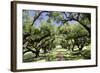 300-Year-Old Oak Trees, Vacherie, New Orleans, Louisiana, USA-Cindy Miller Hopkins-Framed Photographic Print