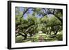 300-Year-Old Oak Trees, Vacherie, New Orleans, Louisiana, USA-Cindy Miller Hopkins-Framed Photographic Print