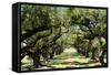 300-Year-Old Oak Trees, Vacherie, New Orleans, Louisiana, USA-Cindy Miller Hopkins-Framed Stretched Canvas