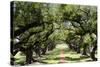 300-Year-Old Oak Trees, Vacherie, New Orleans, Louisiana, USA-Cindy Miller Hopkins-Stretched Canvas