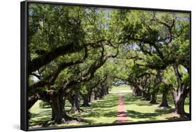 300-Year-Old Oak Trees, Vacherie, New Orleans, Louisiana, USA-Cindy Miller Hopkins-Framed Photographic Print