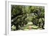 300-Year-Old Oak Trees, Vacherie, New Orleans, Louisiana, USA-Cindy Miller Hopkins-Framed Photographic Print