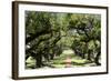 300-Year-Old Oak Trees, Vacherie, New Orleans, Louisiana, USA-Cindy Miller Hopkins-Framed Photographic Print