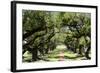 300-Year-Old Oak Trees, Vacherie, New Orleans, Louisiana, USA-Cindy Miller Hopkins-Framed Photographic Print