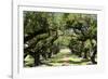 300-Year-Old Oak Trees, Vacherie, New Orleans, Louisiana, USA-Cindy Miller Hopkins-Framed Photographic Print