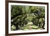 300-Year-Old Oak Trees, Vacherie, New Orleans, Louisiana, USA-Cindy Miller Hopkins-Framed Photographic Print