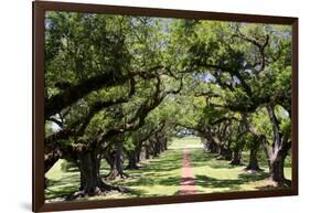 300-Year-Old Oak Trees, Vacherie, New Orleans, Louisiana, USA-Cindy Miller Hopkins-Framed Photographic Print