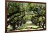 300-Year-Old Oak Trees, Vacherie, New Orleans, Louisiana, USA-Cindy Miller Hopkins-Framed Photographic Print