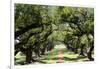 300-Year-Old Oak Trees, Vacherie, New Orleans, Louisiana, USA-Cindy Miller Hopkins-Framed Premium Photographic Print