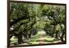 300-Year-Old Oak Trees, Vacherie, New Orleans, Louisiana, USA-Cindy Miller Hopkins-Framed Premium Photographic Print