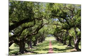 300-Year-Old Oak Trees, Vacherie, New Orleans, Louisiana, USA-Cindy Miller Hopkins-Mounted Premium Photographic Print