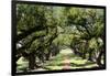 300-Year-Old Oak Trees, Vacherie, New Orleans, Louisiana, USA-Cindy Miller Hopkins-Framed Premium Photographic Print