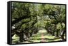 300-Year-Old Oak Trees, Vacherie, New Orleans, Louisiana, USA-Cindy Miller Hopkins-Framed Stretched Canvas