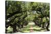 300-Year-Old Oak Trees, Vacherie, New Orleans, Louisiana, USA-Cindy Miller Hopkins-Stretched Canvas