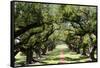 300-Year-Old Oak Trees, Vacherie, New Orleans, Louisiana, USA-Cindy Miller Hopkins-Framed Stretched Canvas