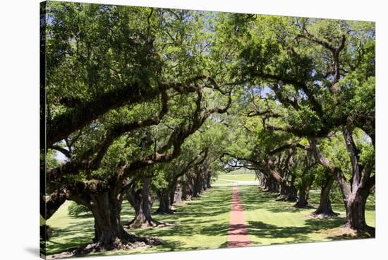 300-Year-Old Oak Trees, Vacherie, New Orleans, Louisiana, USA-Cindy Miller Hopkins-Stretched Canvas