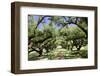 300-Year-Old Oak Trees, Vacherie, New Orleans, Louisiana, USA-Cindy Miller Hopkins-Framed Photographic Print