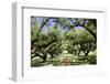 300-Year-Old Oak Trees, Vacherie, New Orleans, Louisiana, USA-Cindy Miller Hopkins-Framed Photographic Print