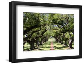 300-Year-Old Oak Trees, Vacherie, New Orleans, Louisiana, USA-Cindy Miller Hopkins-Framed Photographic Print