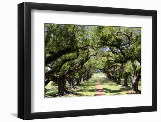 300-Year-Old Oak Trees, Vacherie, New Orleans, Louisiana, USA-Cindy Miller Hopkins-Framed Photographic Print