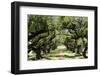 300-Year-Old Oak Trees, Vacherie, New Orleans, Louisiana, USA-Cindy Miller Hopkins-Framed Photographic Print