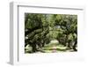 300-Year-Old Oak Trees, Vacherie, New Orleans, Louisiana, USA-Cindy Miller Hopkins-Framed Photographic Print