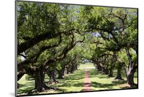 300-Year-Old Oak Trees, Vacherie, New Orleans, Louisiana, USA-Cindy Miller Hopkins-Mounted Photographic Print