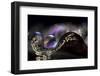 3098_In the purple darkness-Heidi Westum-Framed Photographic Print