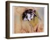 33 Nice Hat-null-Framed Giclee Print