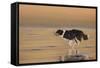 336-John Silver-Framed Stretched Canvas