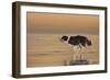 336-John Silver-Framed Giclee Print