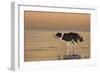 336-John Silver-Framed Giclee Print