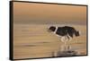 336-John Silver-Framed Stretched Canvas