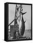 337 Lb. Tuna Caught at Cabo Blanco, Peru by Member of the Cabo Blanco Fishing Club-Frank Scherschel-Framed Stretched Canvas