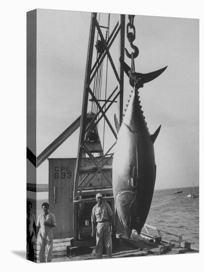337 Lb. Tuna Caught at Cabo Blanco, Peru by Member of the Cabo Blanco Fishing Club-Frank Scherschel-Stretched Canvas