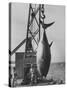 337 Lb. Tuna Caught at Cabo Blanco, Peru by Member of the Cabo Blanco Fishing Club-Frank Scherschel-Stretched Canvas