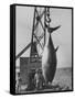 337 Lb. Tuna Caught at Cabo Blanco, Peru by Member of the Cabo Blanco Fishing Club-Frank Scherschel-Framed Stretched Canvas