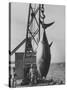 337 Lb. Tuna Caught at Cabo Blanco, Peru by Member of the Cabo Blanco Fishing Club-Frank Scherschel-Stretched Canvas