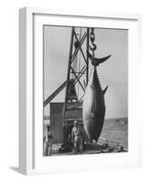 337 Lb. Tuna Caught at Cabo Blanco, Peru by Member of the Cabo Blanco Fishing Club-Frank Scherschel-Framed Photographic Print