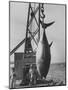 337 Lb. Tuna Caught at Cabo Blanco, Peru by Member of the Cabo Blanco Fishing Club-Frank Scherschel-Mounted Photographic Print