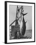 337 Lb. Tuna Caught at Cabo Blanco, Peru by Member of the Cabo Blanco Fishing Club-Frank Scherschel-Framed Photographic Print